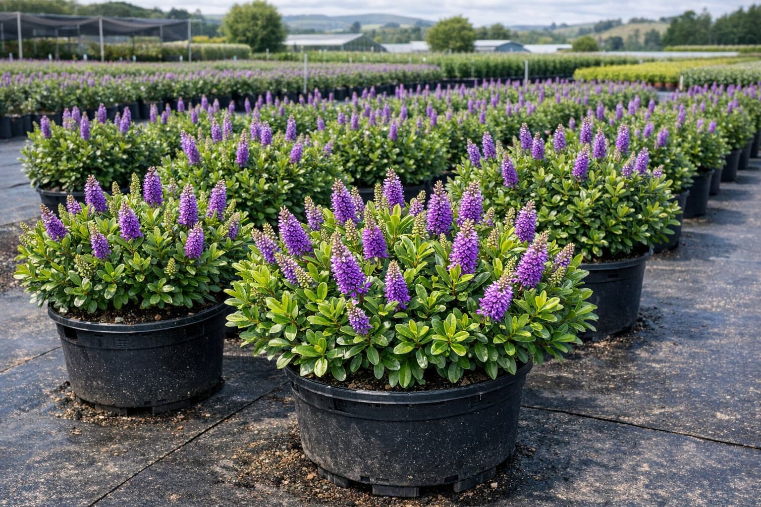 Hebe shrubs with purple flower spikes at a New Zealand nursery