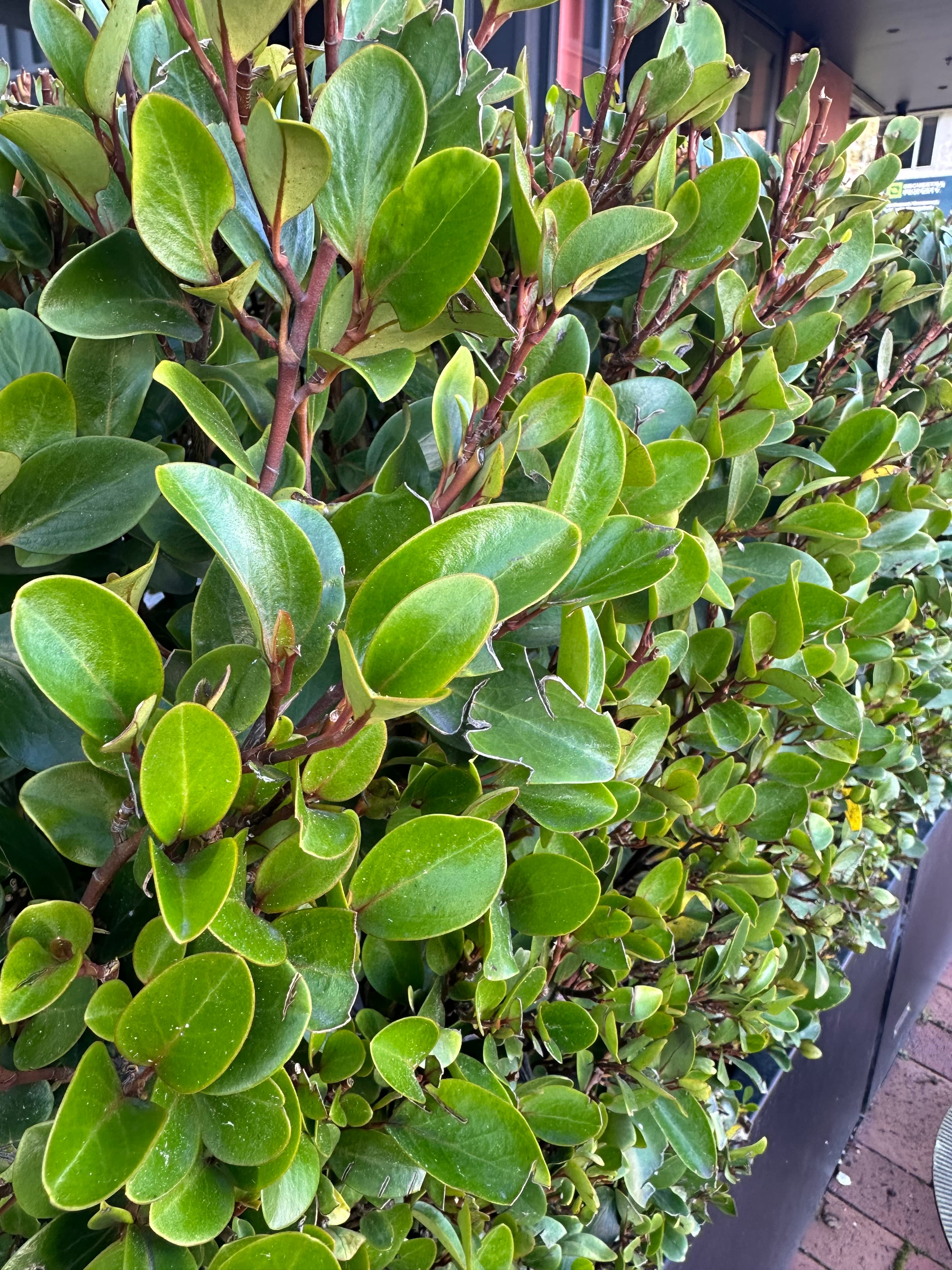 Close-up of vibrant green, waxy oval leaves on a dense garden hedge.