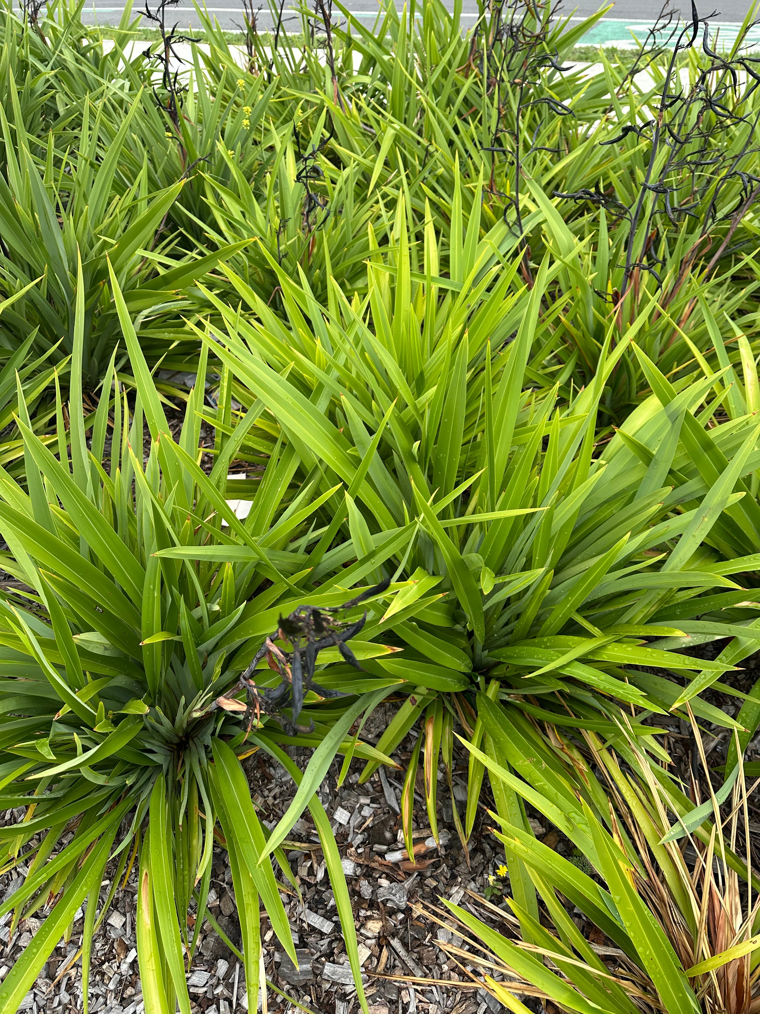Lush green spiky plants with long leaves and dark dried stalks on wood mulch.