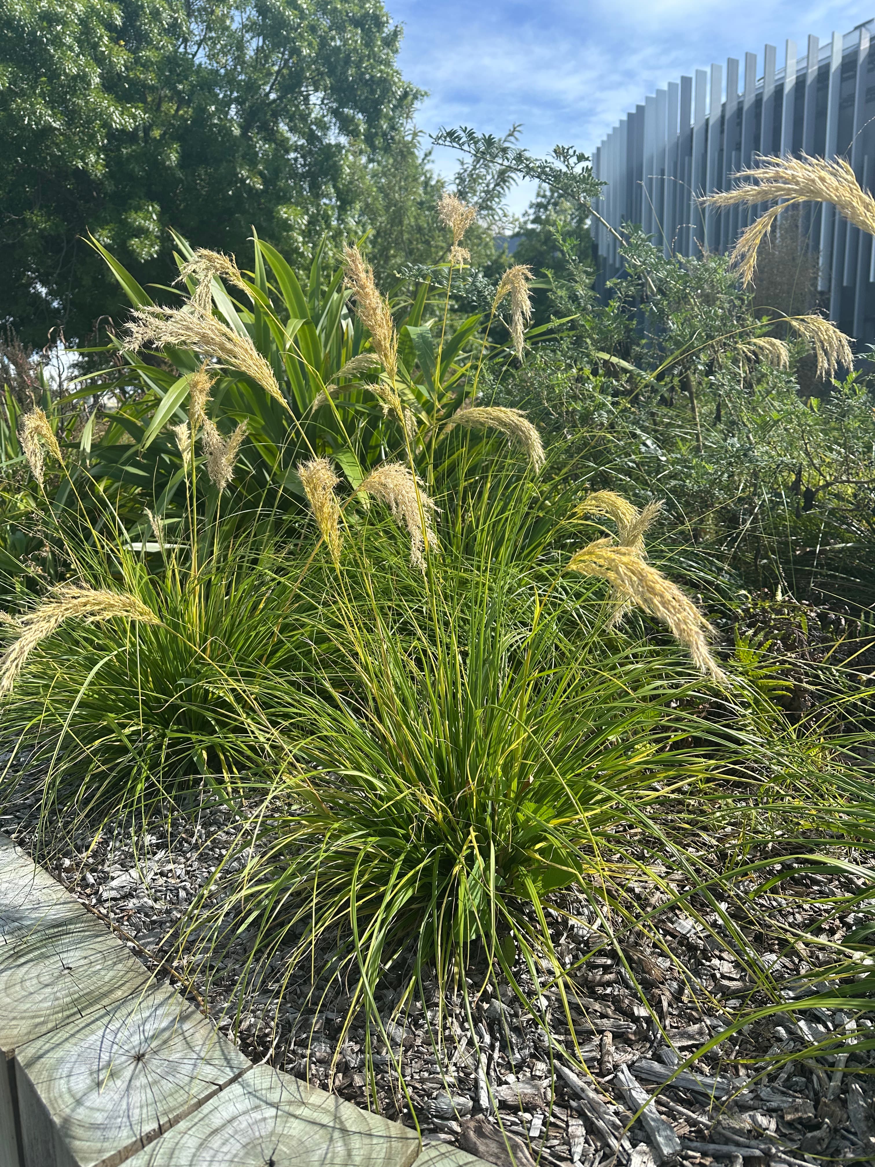 Feathery ornamental grass plumes in a landscaped garden bed with a modern building background.