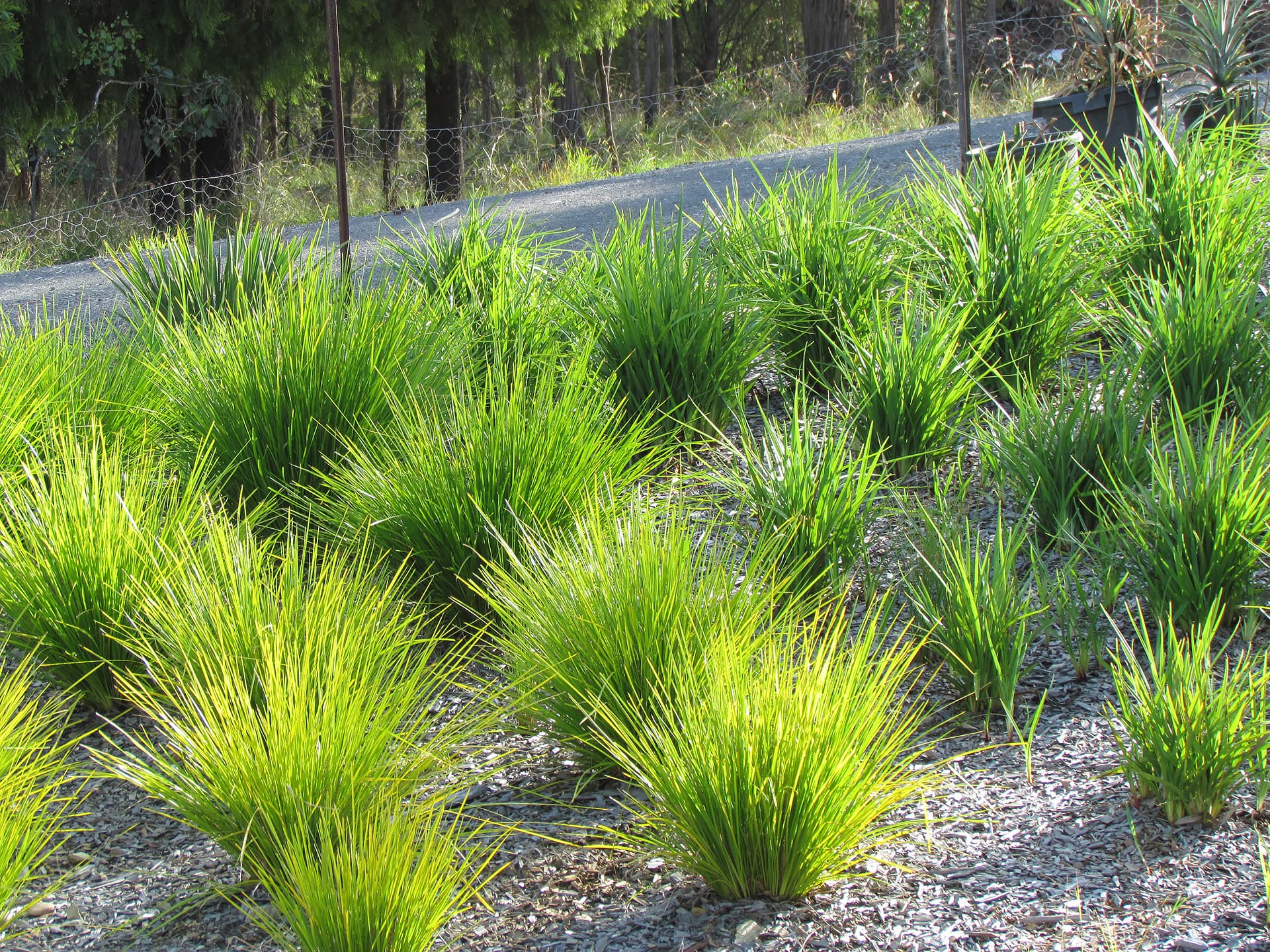 Vibrant green ornamental grass clumps growing in a mulched garden bed under bright sunlight.