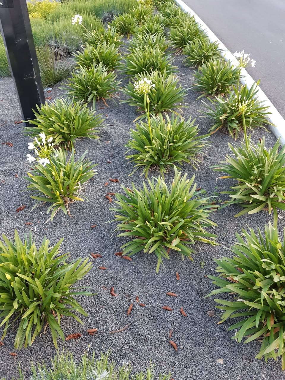 Rows of green agapanthus plants with white flowers growing in a grey gravel bed.