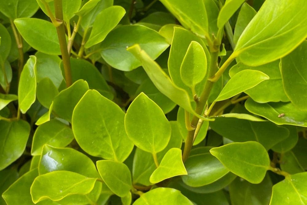 Vibrant lime green oval leaves grow densely on thin stems under bright natural light.
