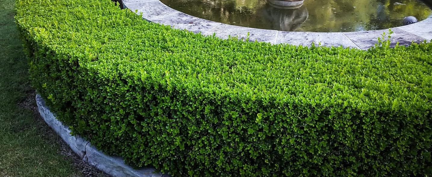 Neatly trimmed green boxwood hedge curving around a stone-edged garden pond with still water.