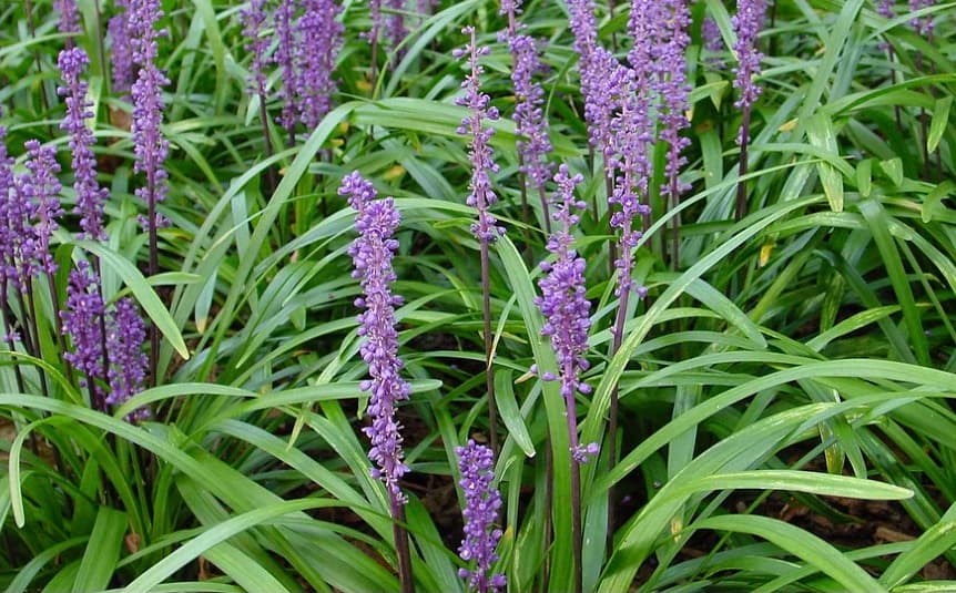 Vibrant purple flower spikes blooming amidst a dense carpet of long, slender green leaves.