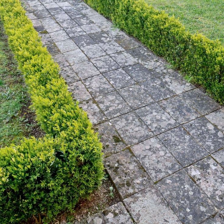 Weathered grey stone tile path bordered by low, neatly trimmed bright green boxwood hedges.