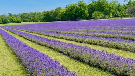 Vibrant rows of purple lavender flowers in a sunny field bordered by green trees.