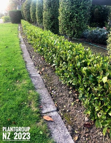 Low green hedge bordering a stone edge and lawn with a row of taller bushes.