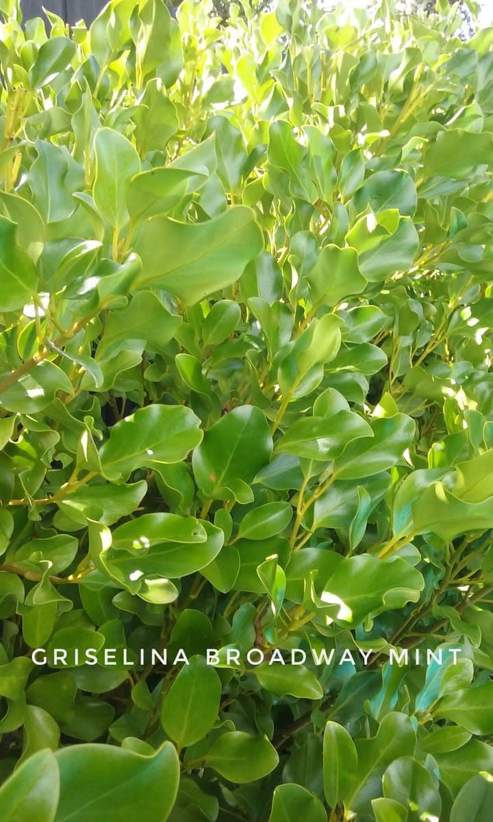 Lush, bright green leaves of a Griselina Broadway Mint shrub illuminated by natural sunlight.