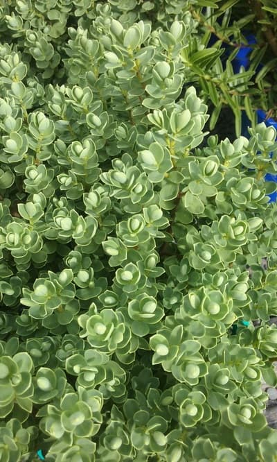 Pale green, rounded leaves arranged in dense, overlapping rosettes on a compact evergreen shrub.